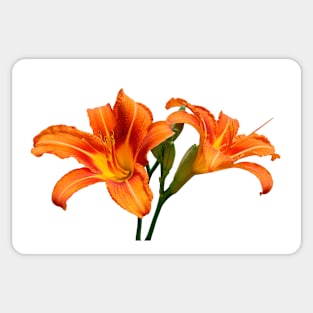 Orange Lilies Sticker